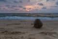 Coconut on the beach Royalty Free Stock Photo