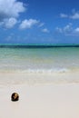 Dominican Republic, Punta Cana - coconut on the beach Royalty Free Stock Photo