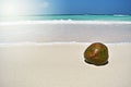 Coconut on the beach in Maldives.