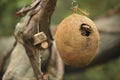 Coconut bird house Royalty Free Stock Photo