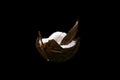 Coconut on a black background isolated. Broken coconut Royalty Free Stock Photo