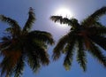 Coconut tree blue sky two coconuttree sun