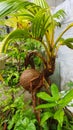 A Coconut Bonsai Asia Plant In The Garden