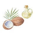 Coconut and a bottle of coconut oil drawing by watercolor. Hand