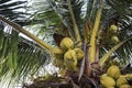 Coconut branch on coco palm tree. Green palm fruit photo. Coconut on tree. Tropical garden landscape.