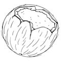 Coconut broken icon. Vector illustration of coconut nut. Hand drawn cartoon coconut. Chopped hairy nut