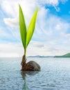 Coconut bud floating in the sea Royalty Free Stock Photo