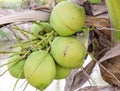 Coconut bunch Royalty Free Stock Photo