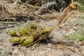 Coconut Bunch On The Ground