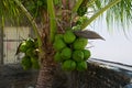 Coconut bunch on the palm tree in the garden Royalty Free Stock Photo