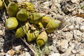 Coconut Bunch On Stony Ground