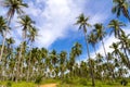 Coconut with clear sky beautiful at Beach Ban Krut