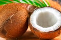 Coconut with coconuts green palm tree leaf closeup. Beauty treatments. Coco nut close-up. Healthy Food, skin care concept Royalty Free Stock Photo