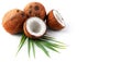 Coconut with coconuts palm tree leaf isolated on a white background. Fresh coco nut Royalty Free Stock Photo