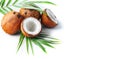 Coconut with coconuts palm tree leaf isolated on a white background. Fresh coco nut Royalty Free Stock Photo