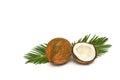 Coconut Cocos nucifera with half and palm leaves on a white background with space for text Royalty Free Stock Photo