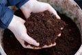 coconut coir compost sustanable potting up meadia in gardener hands