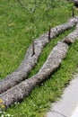 Coconut fiber silt fencing