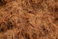 coconut coir rope making with traditional process