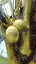 coconut with colour yellow hull
