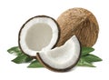 Coconut composition leaves isolated on white background Royalty Free Stock Photo