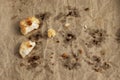 Coconut cookies crumbs on parchment paper. Royalty Free Stock Photo