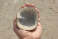 Coconut copra inspected by a man before crushing it to extract oil, with sun drying.