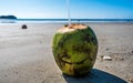 Coconut Costa Rica Beach Vacation Pura Vida Green Pacific Ocean Royalty Free Stock Photo