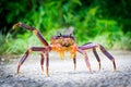 Coconut crab in South Pacific Island Niue.