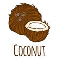 Coconut cutted icon, hand drawn style