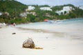 Coconut on Diniwid beach, Boracay, Philippines