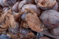 Coconut dried shell Royalty Free Stock Photo