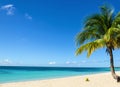 Coconut on an exotic beach with palm tree entering the sea on the background of a sandy beach