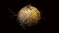 Coconut, exotic fruit, fruit in the shell, black background, selective focus, selective light, close-up