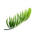 Coconut Exotical Palm Green Leaf Branch Vector