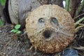 Coconut face Royalty Free Stock Photo