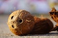 coconut face closeup hd image near the temple Royalty Free Stock Photo