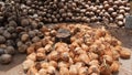 Coconut farm with nuts ready for oil and pulp production. Large piles of ripe sorted coconuts. Paradise Samui tropical island in