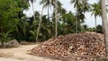 Coconut farm with nuts ready for oil and pulp production. Large piles of ripe sorted coconuts. Paradise Samui tropical island in