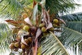 Coconut farm, plantation coconut tree