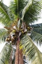 Coconut farm, plantation coconut tree