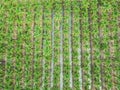 Coconut farm top view taking shot from drone