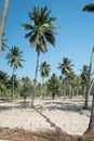 Coconut farm