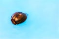 Coconut floating on caribbean turquoise sea background