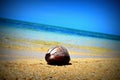 Coconut floating in the Ocean