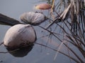 Coconut floating to float