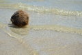 Coconut floating to seashore on sunny day