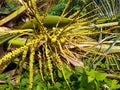 Coconut flower from a coconut tree that has been cut down Royalty Free Stock Photo