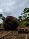 Coconut Food Dried