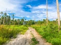 Coconut forest coast line with sand road to sea beach Royalty Free Stock Photo